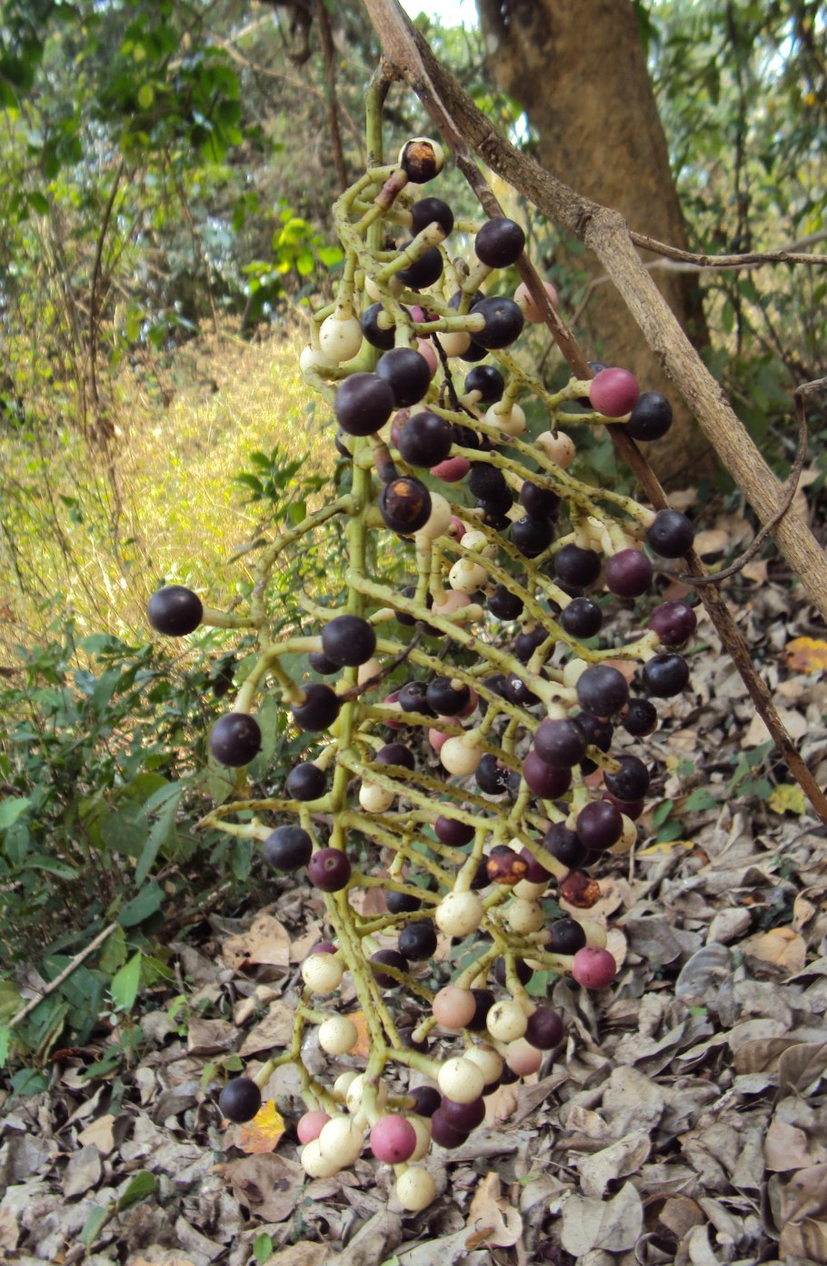 Анамирта коккулюс