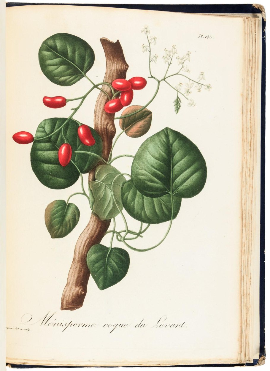 Cocculus (Анамирта Коккулюс) Анамирта коккулюсовидная