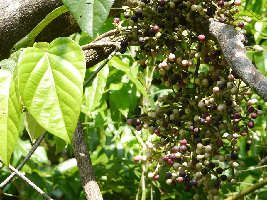 Анамирта коккулюсовидная Ботаническая иллюстрация