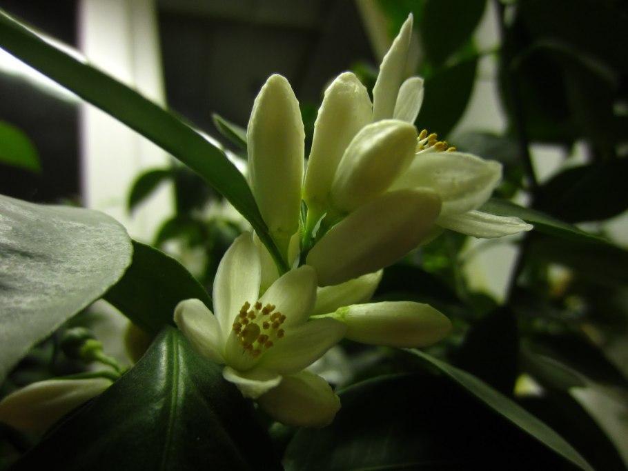 Калина лавролистная ягоды