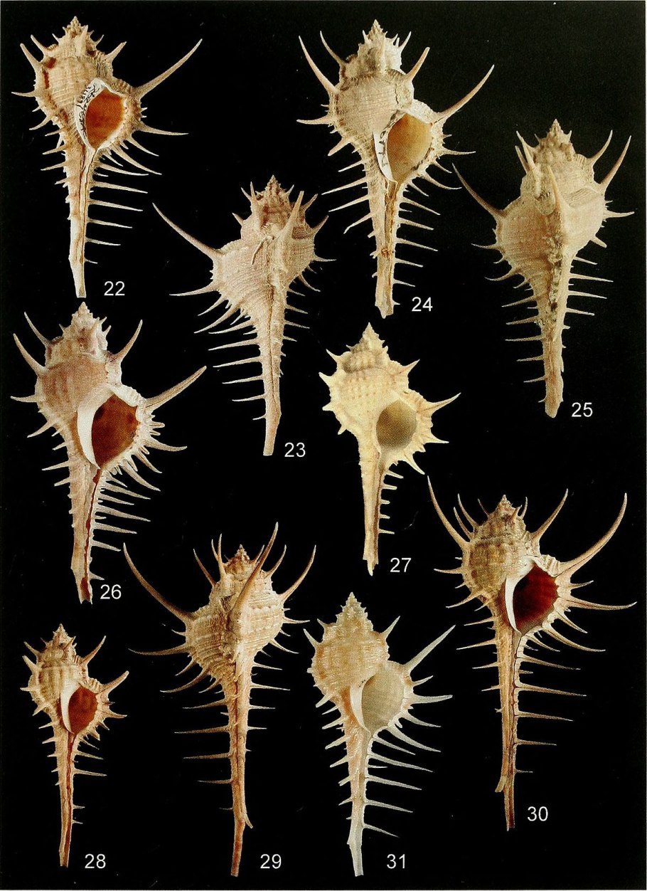 Коккулюс индикус