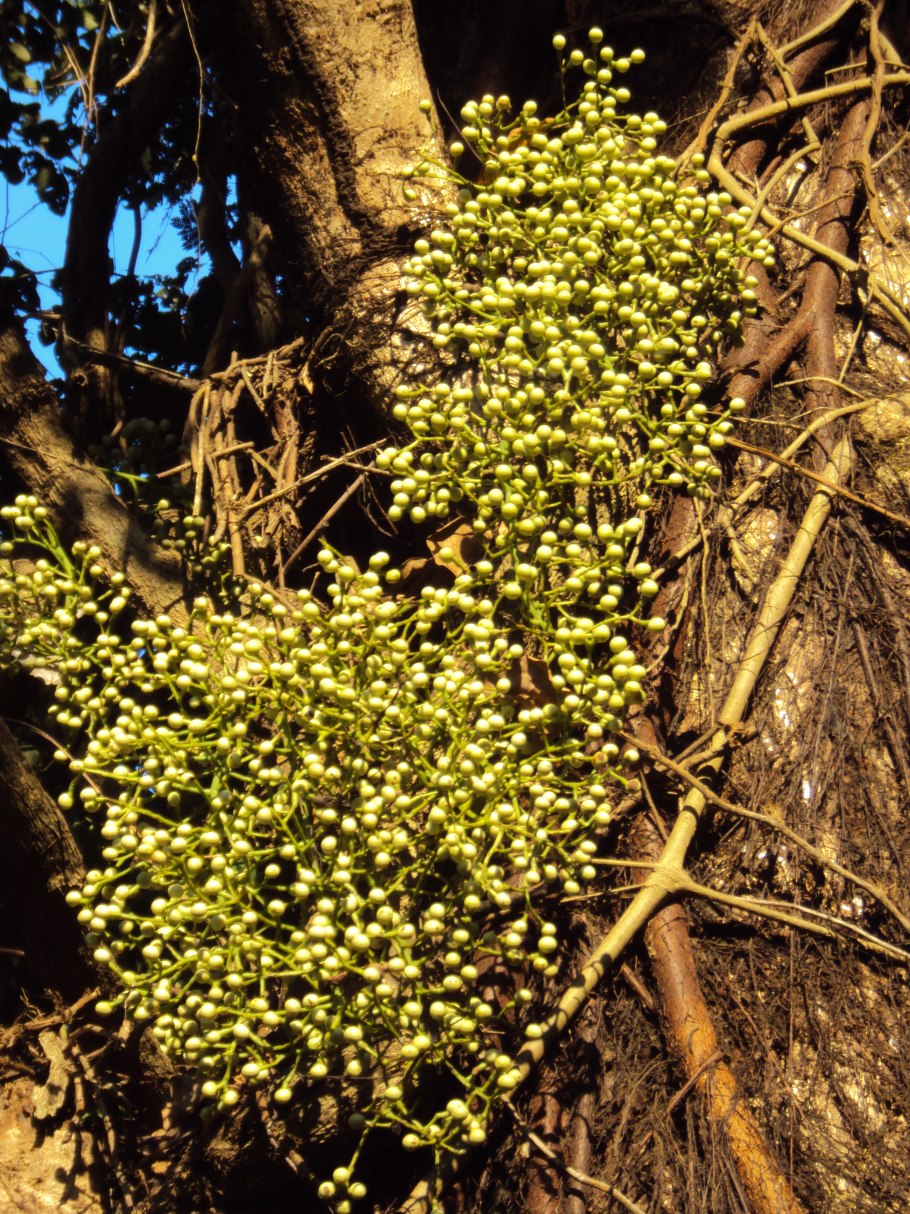 Коккулюс индикус