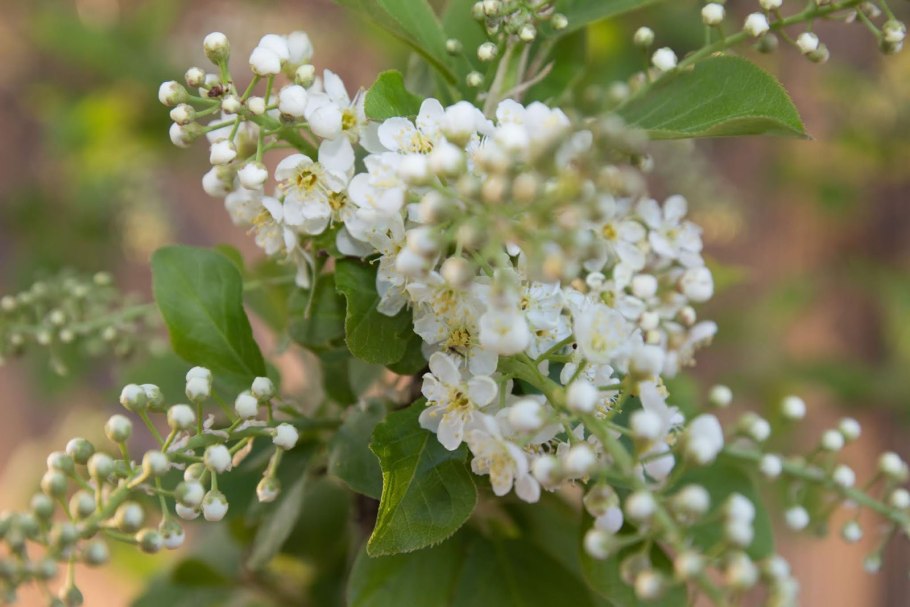 Анамирта коккулюсовидная цветение