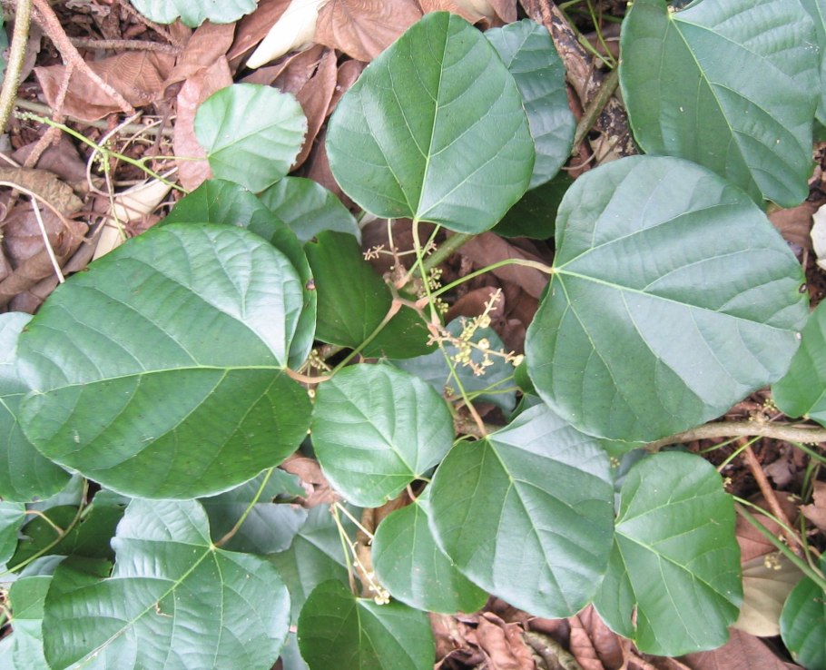 Chondrodendron tomentosum