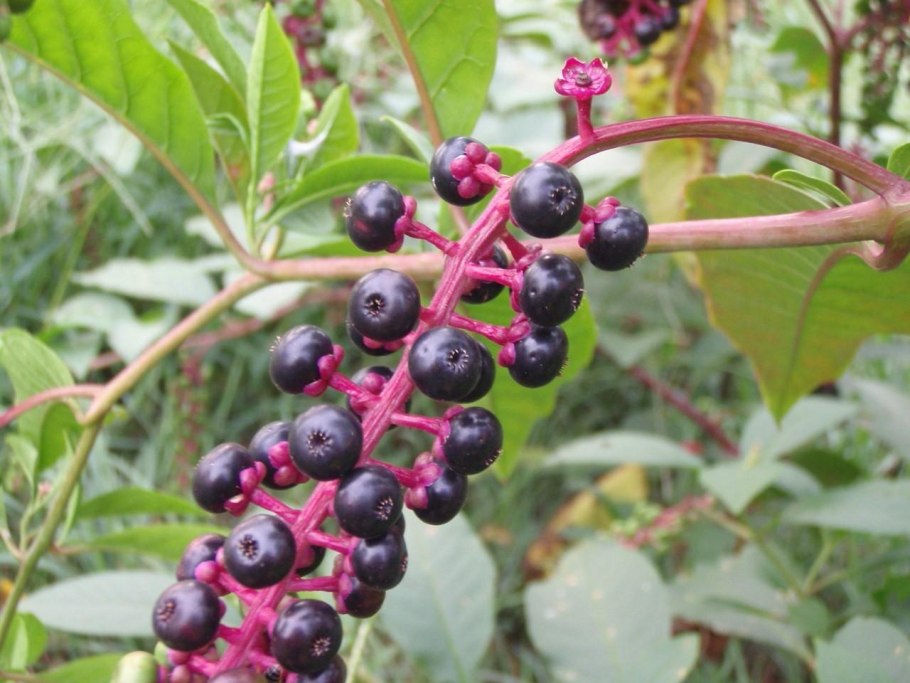 Фикус с сердцевидными листьями