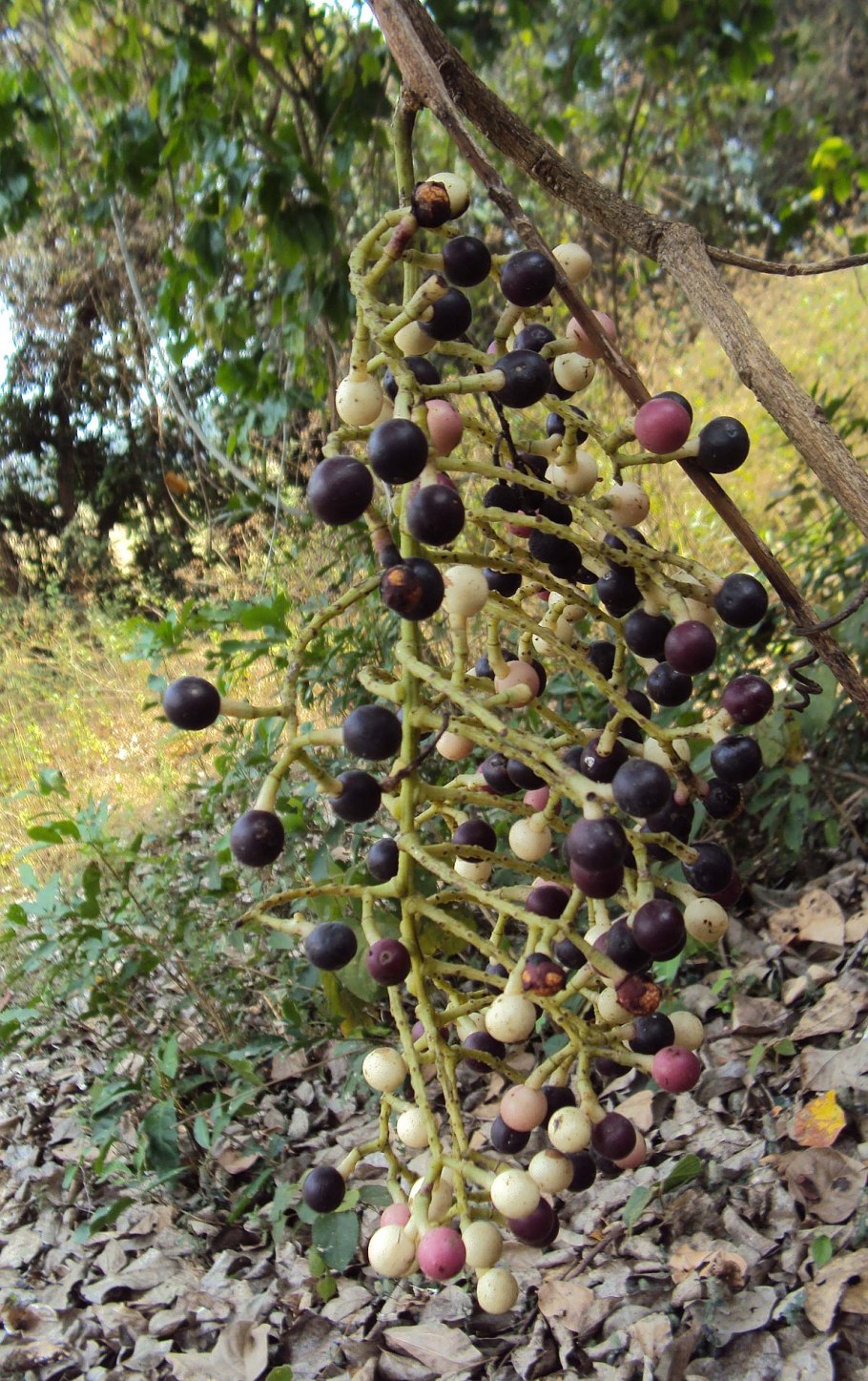 Пальма асаи (euterpe oleracea)