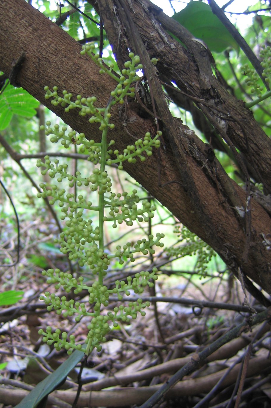 Toxicodendron radicans