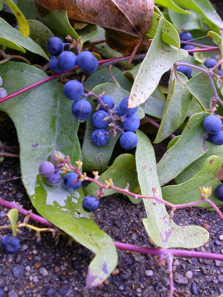 Chondrodendron tomentosum