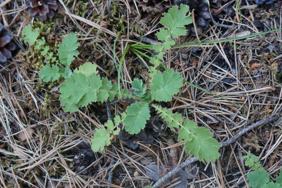 Колюрия пряность