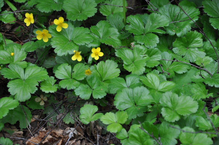 Вальдштейния тройчатая (Waldsteinia ternata)
