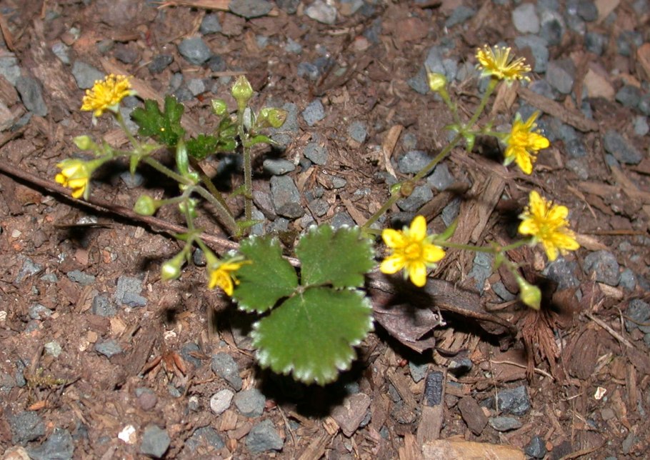 Вальдштейния Waldsteinia ternata Forrest Sun