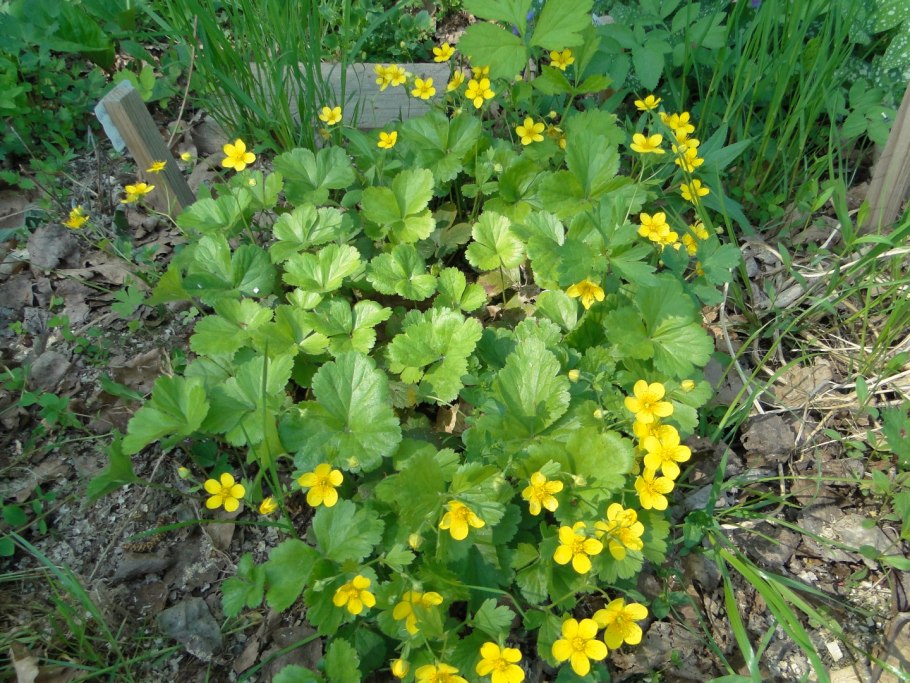 Вальдштейния тройчатая (Waldsteinia ternata)