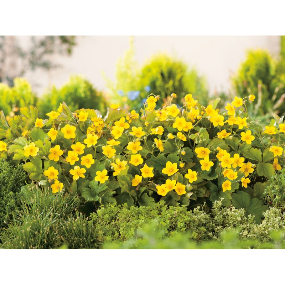 Вальдштейния Waldsteinia ternata