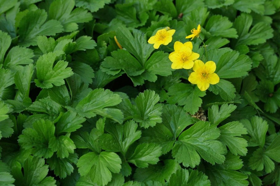 Колюрия гравилатолистная