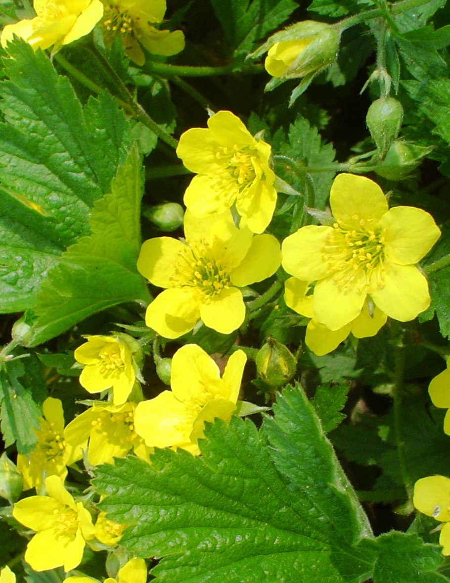 Вальдштейния тройчатая (waldsteinia ternata)
