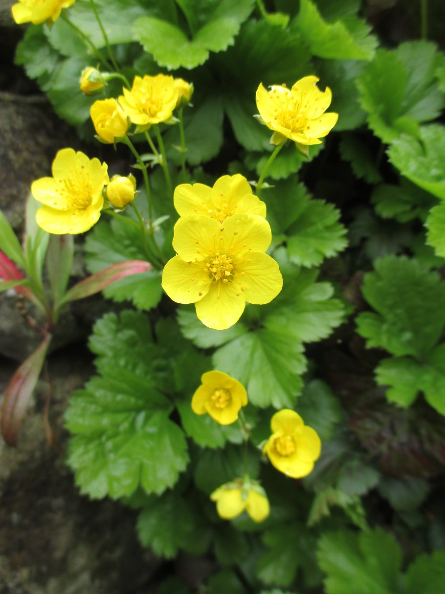 Цветок колюрия гравилатовидная