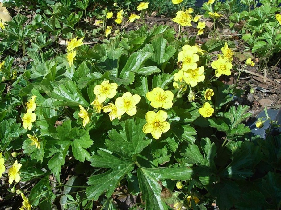 Вальдштейния гравилатолистная