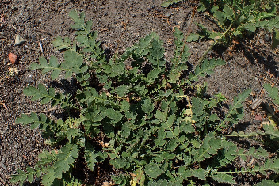 Колюрия пряность