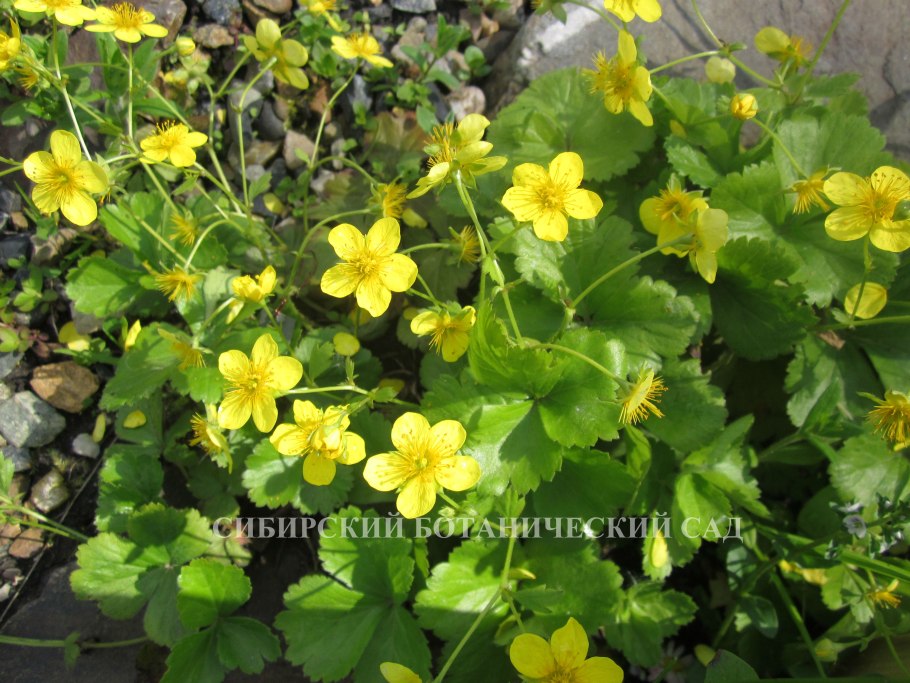 Вальдштейния гравилатовидная