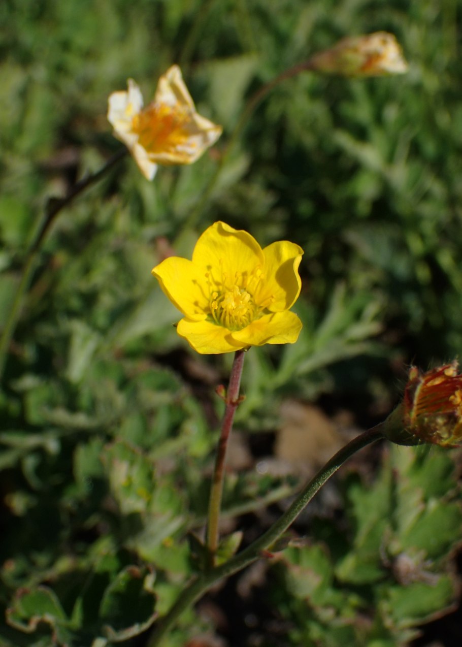 Колюрия растение