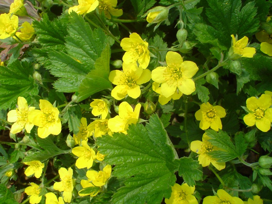 Вальдштейния гравилатолистная (Waldsteinia geoides)