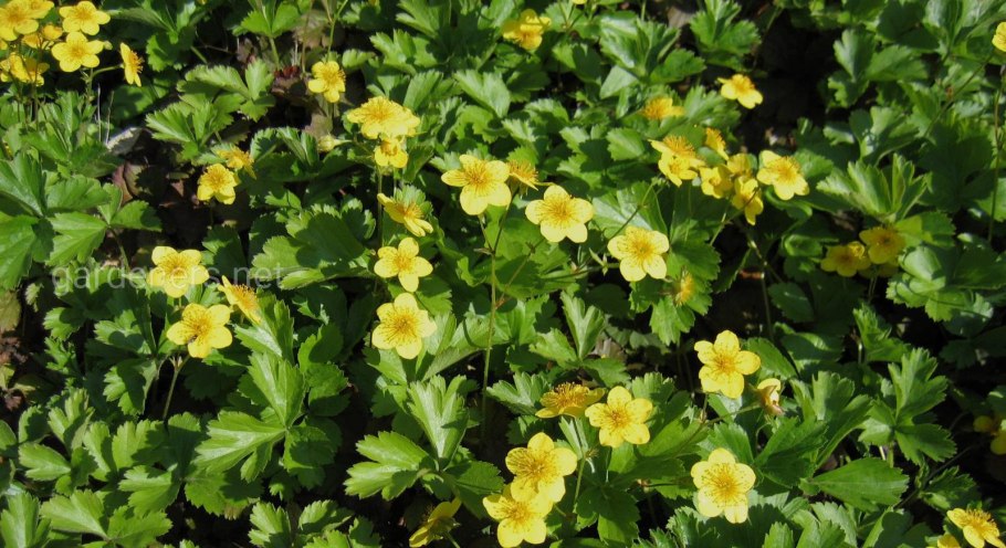 Вальдштейния тройчатая (waldsteinia ternata)