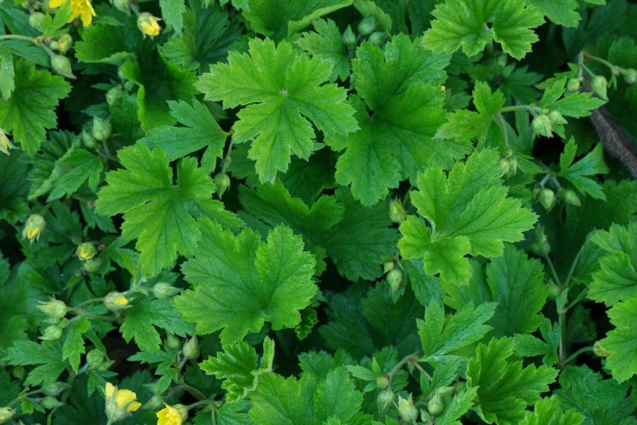Вальдштейния Waldsteinia ternata Waldsteinia ternata