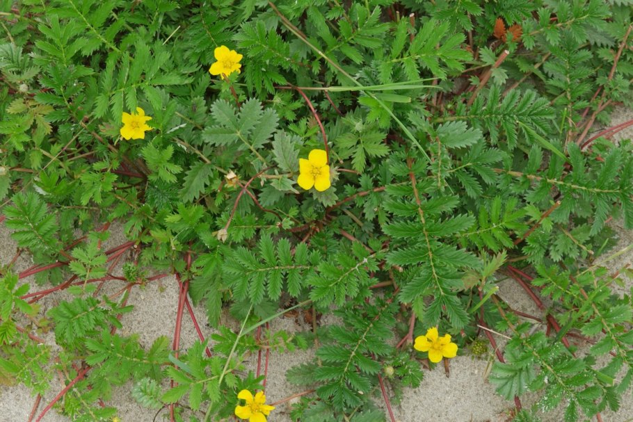 Колюрия пряность