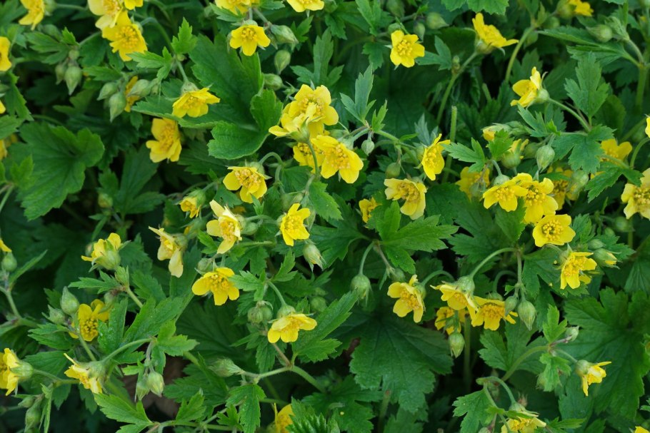 Колюрия гравилатолистная