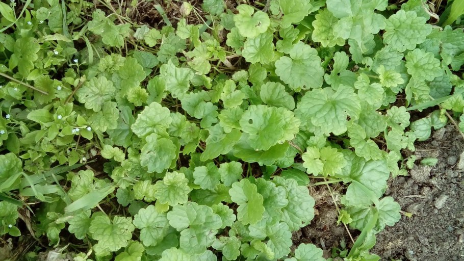 Вальдштейния тройчатая