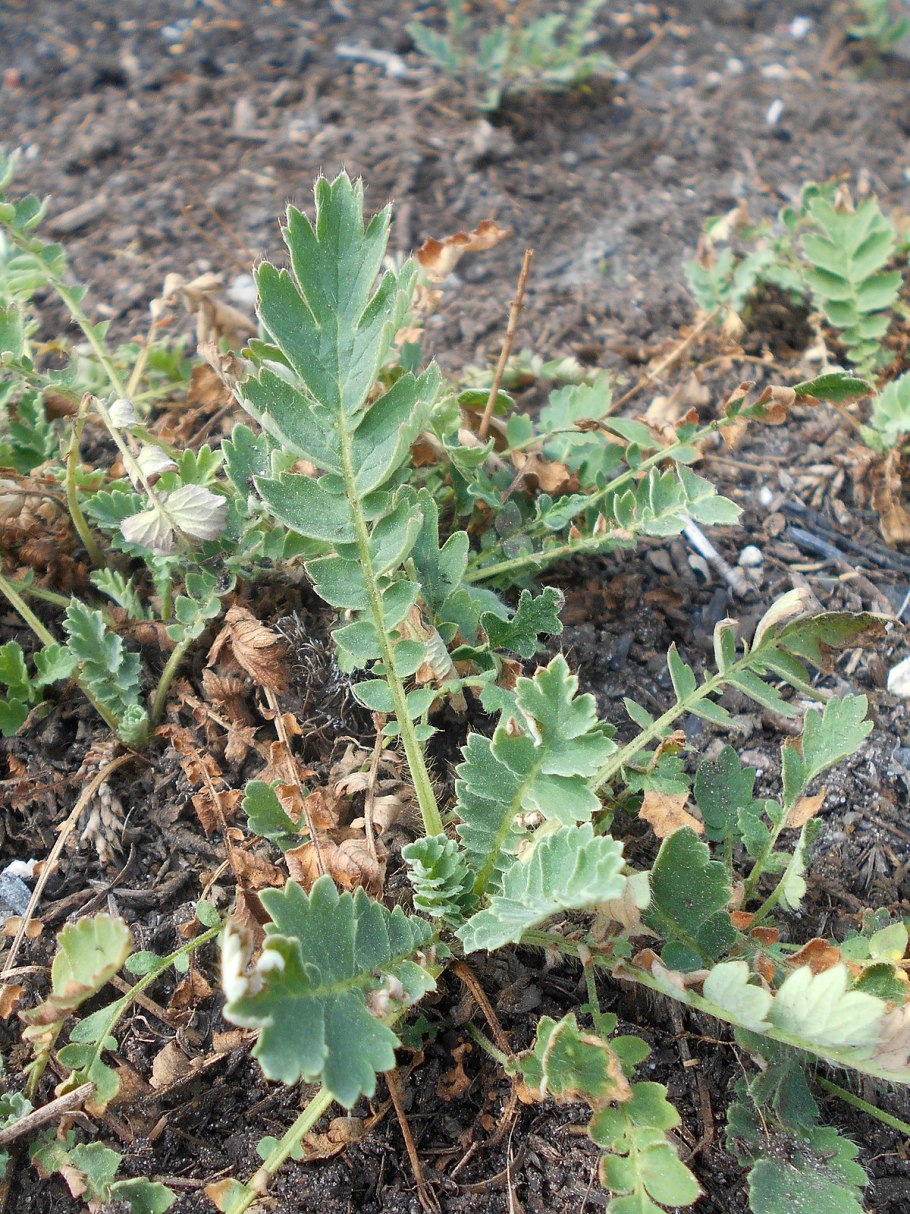 Вальдштейния тройчатая