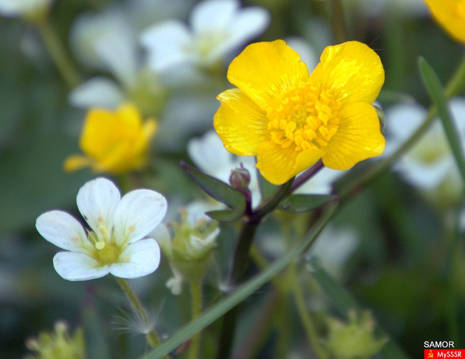 Вальдштейния Waldsteinia ternata