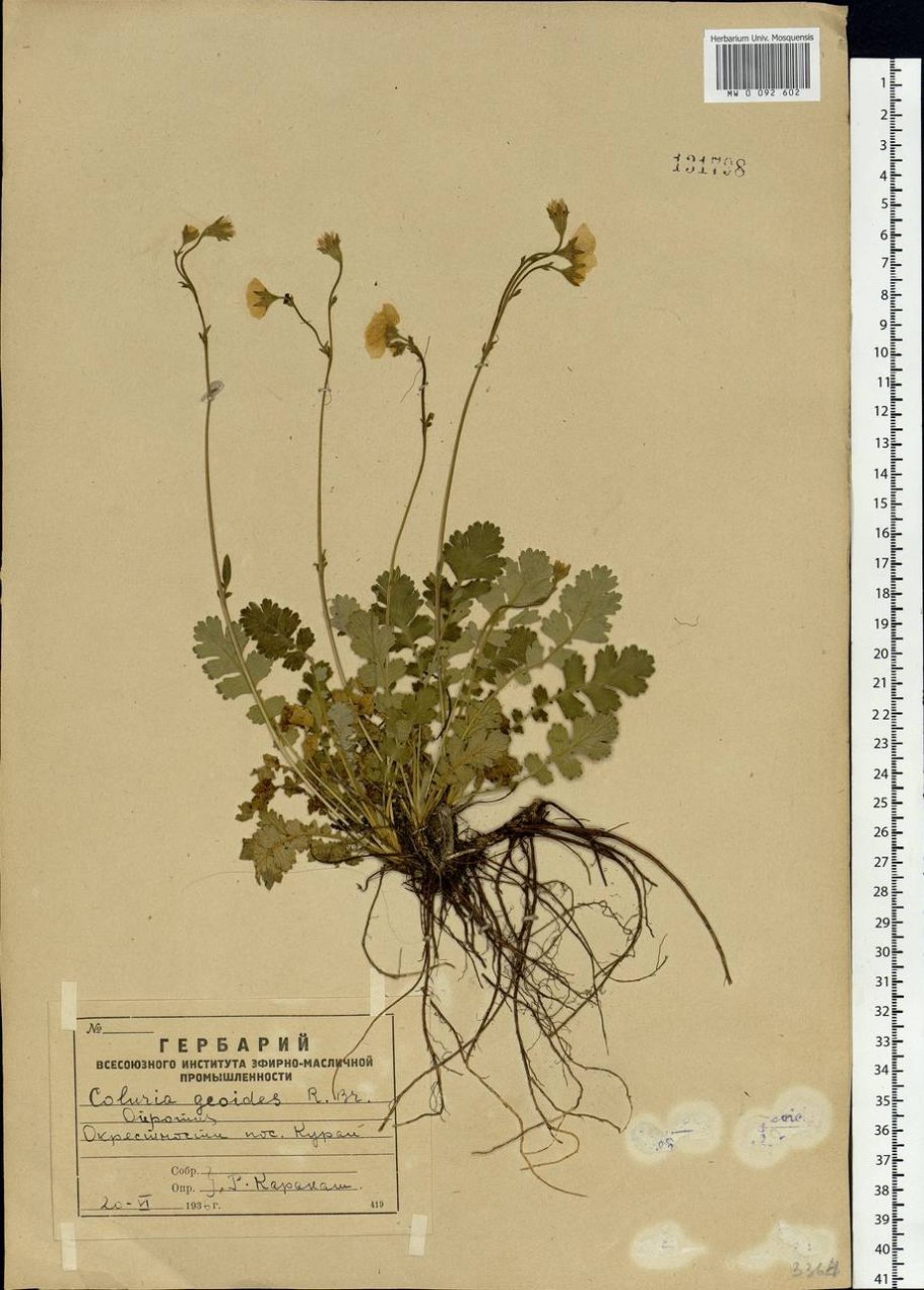 Камнеломка нельсона