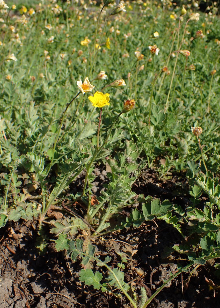 Вальдштейния тройчатая . . . . . Р9. . . , Waldsteinia ternata