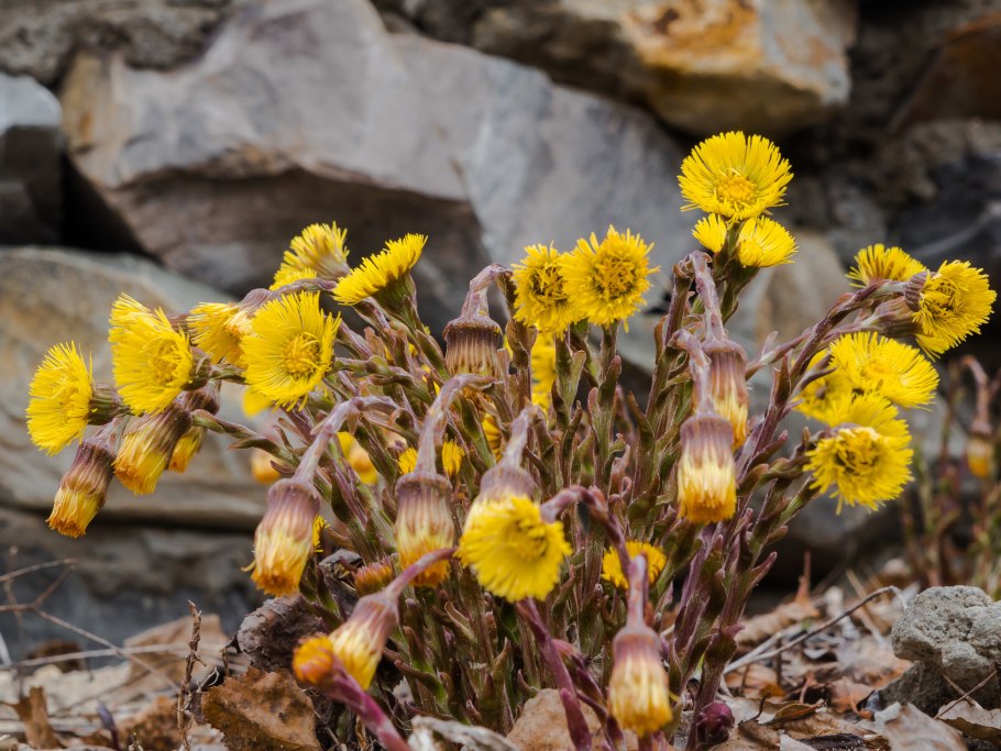 Вальдштейния гравилатолистная (Waldsteinia geoides)
