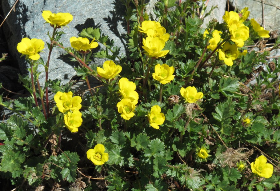 Гравилат ползучий Geum reptans