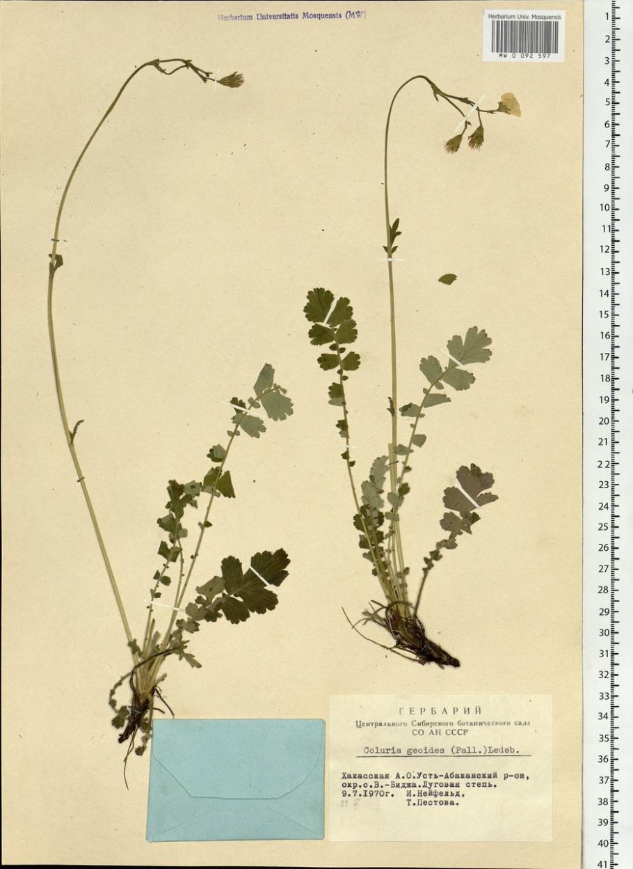 Колюрия пряные травы