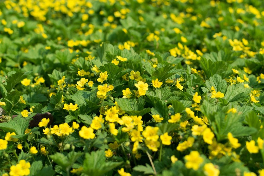 Колюрия растение