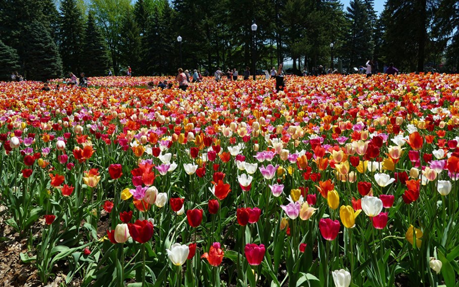 Парк тюльпанов в Канаде