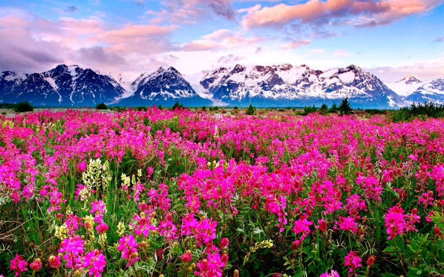 Национальные парки Нанда-Деви и «Долина цветов»