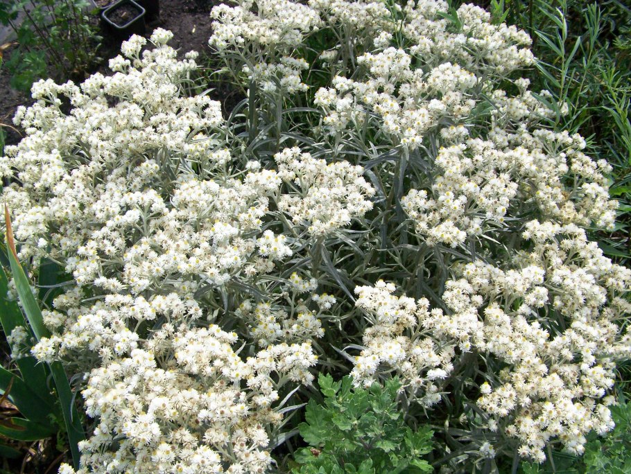 Анафалис жемчужный (Аnaphalis margaritacea)