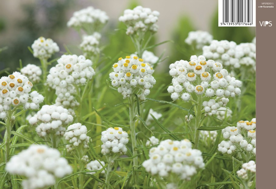 Анафалис жемчужный (Аnaphalis margaritacea)