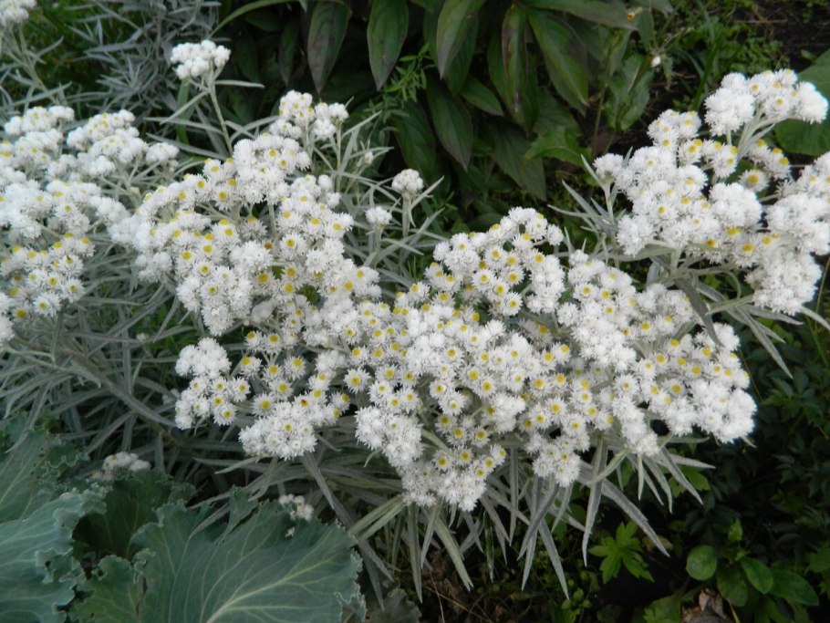 Анафалис жемчужный (Anaphalis margaritacea)