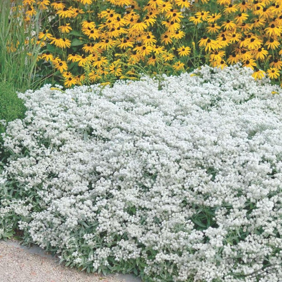 Анафалис жемчужный (Anaphalis margaritacea)