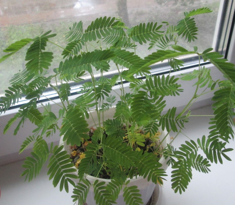 Цветок Мимоза стыдливая