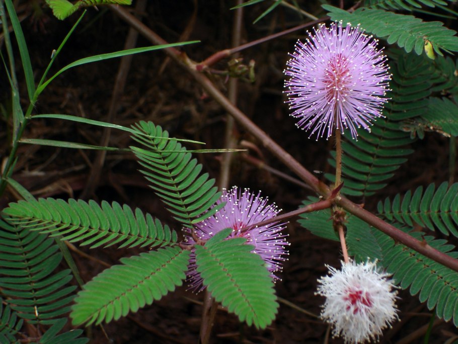 Мимоза стыдливая недотрога