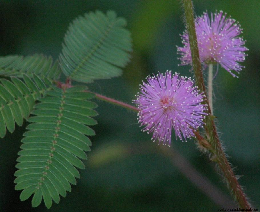 Мимоза стыдливая Mimosa pudica