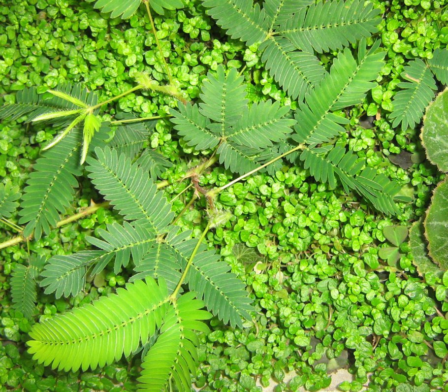Mimosa pudica