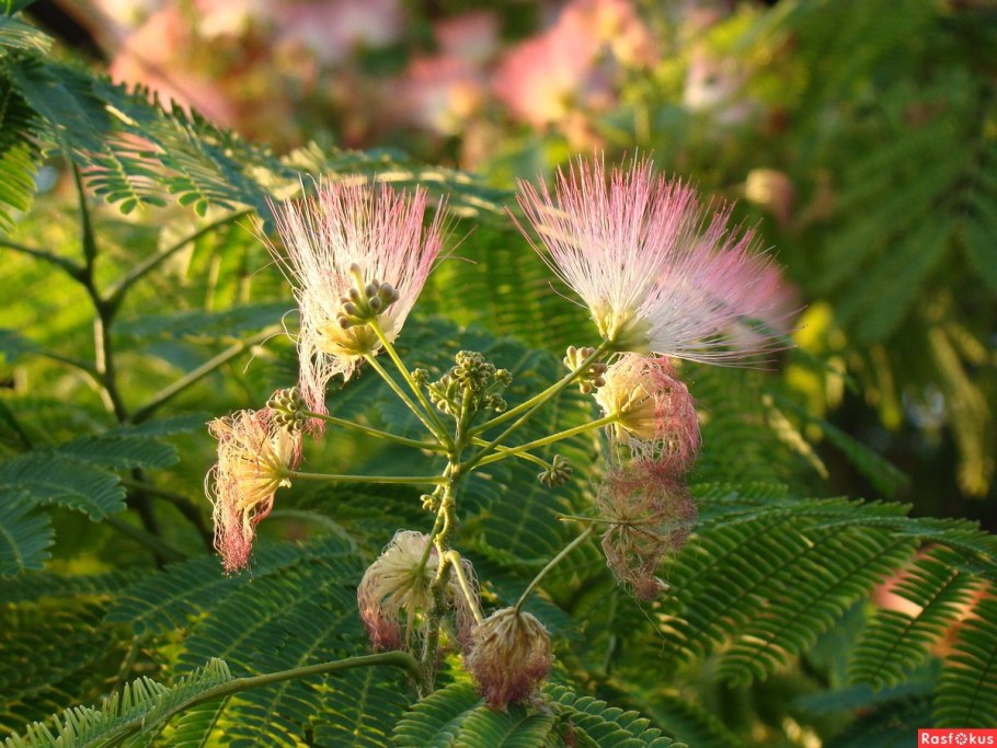 Мимоза стыдливая полукустарник