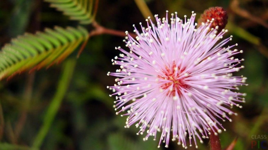 Мимоза стыдливая недотрога